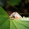 Brown Anole